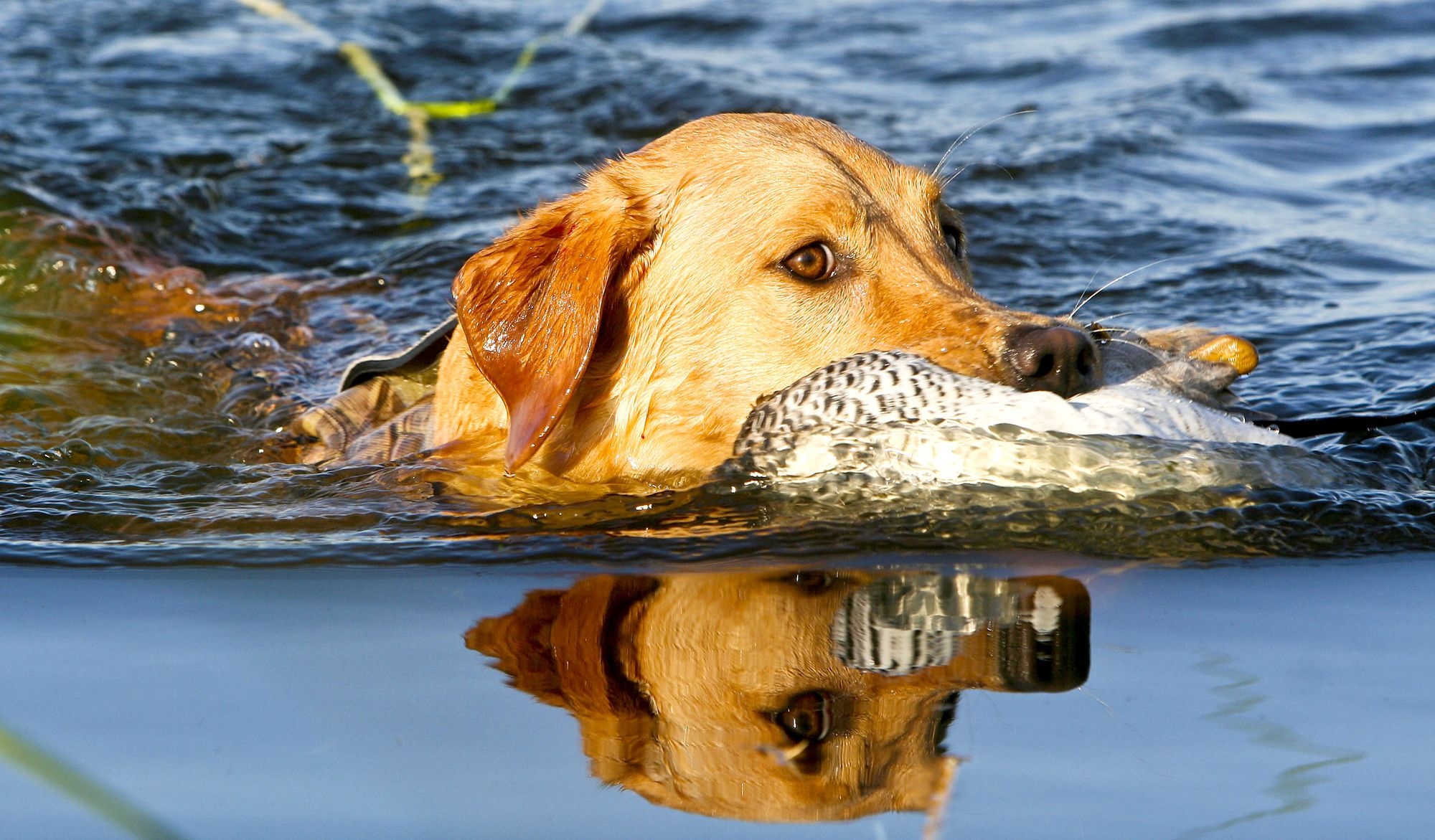 lilyduck
