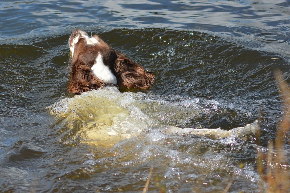 springer-spaniel-swimming
