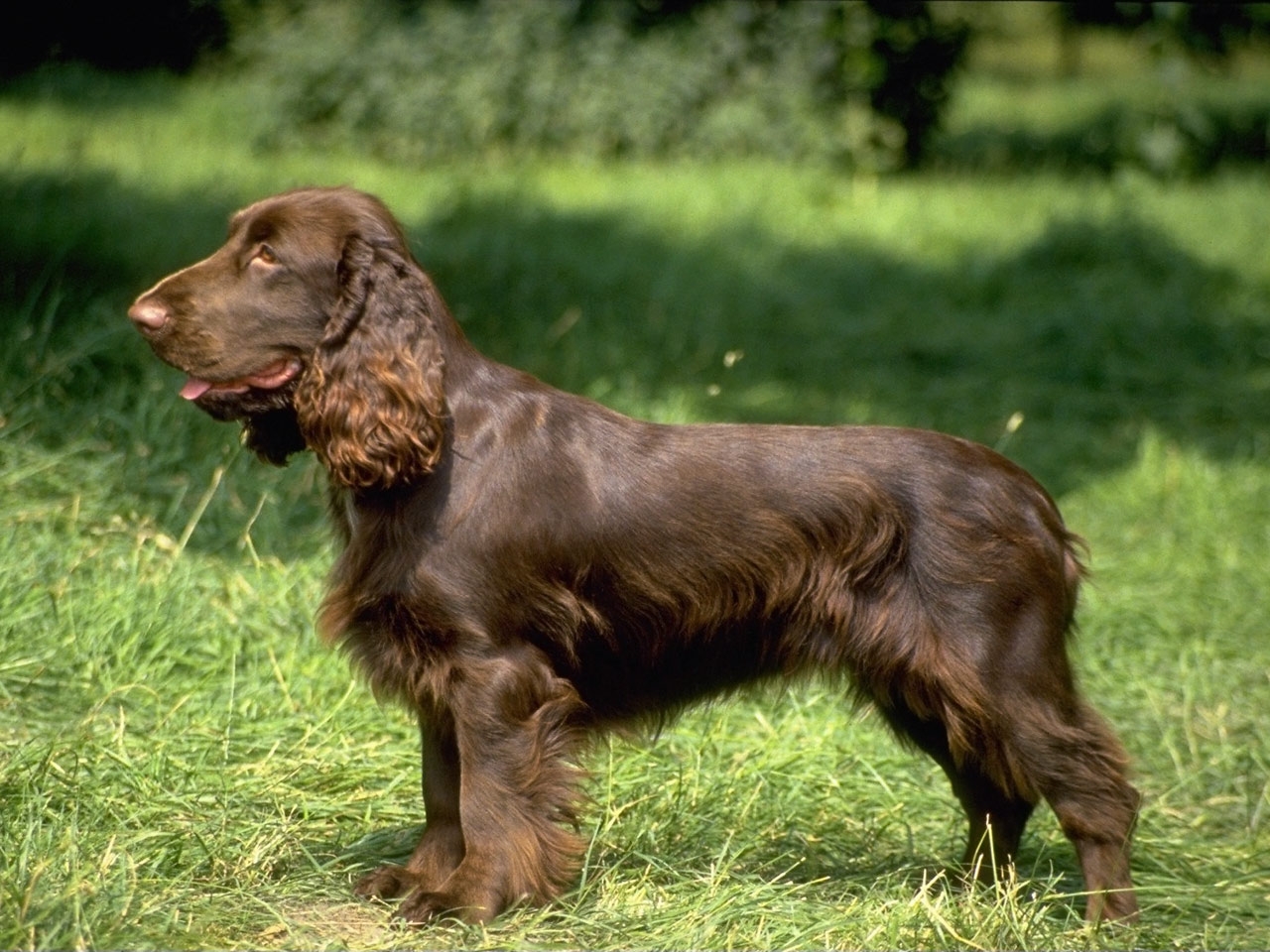 Field_Spaniel