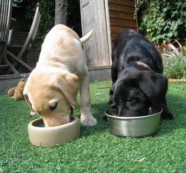 Labrador_2DRetriever_2DHomemade_2DDiets
