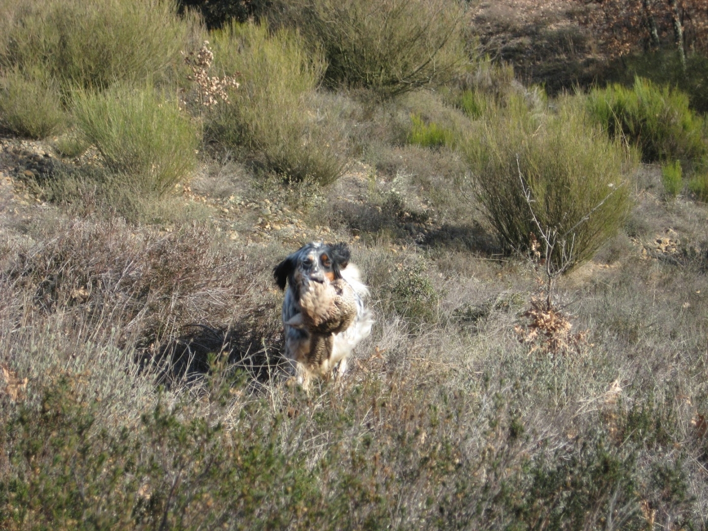 Brisa-portando-faisan