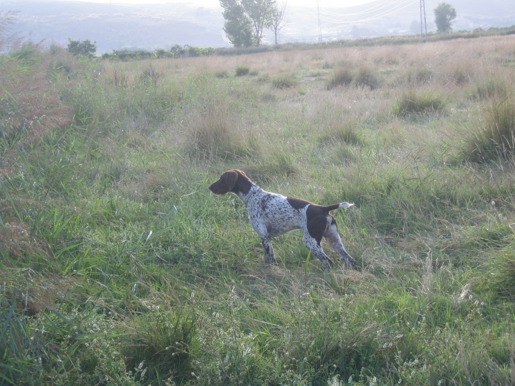 Tan-y-agua-en-perreras18-8-10-012