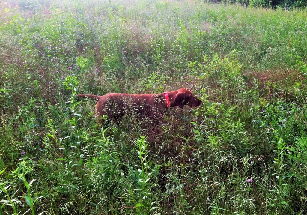 IMG_1487_zpscrdxa2n2