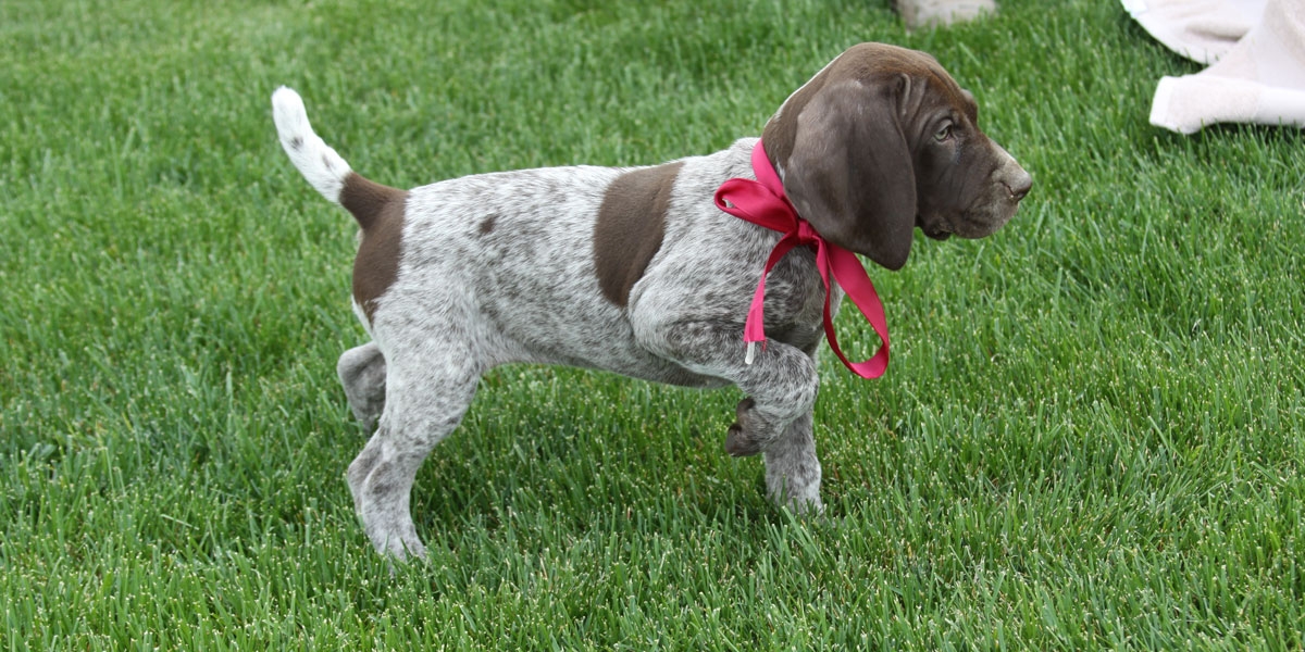 T-puppies-female-1-point