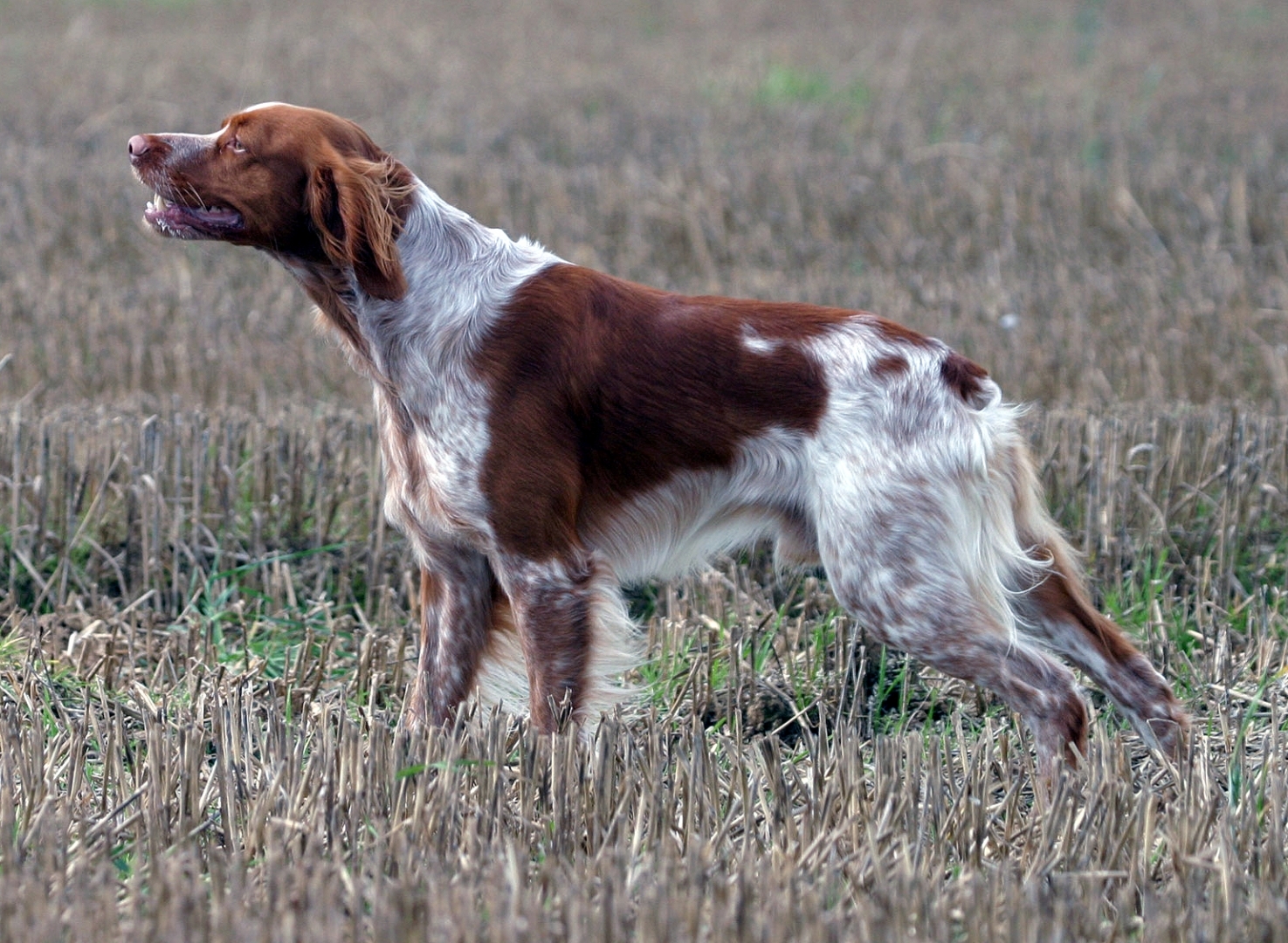 Epagneul_Breton