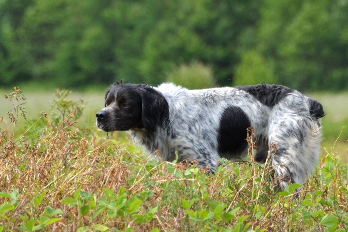 breton2