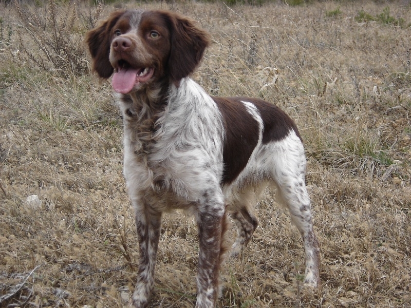chiens-Epagneul-Breton-05be8657-e98d-5dd4-0573-a2c536214718