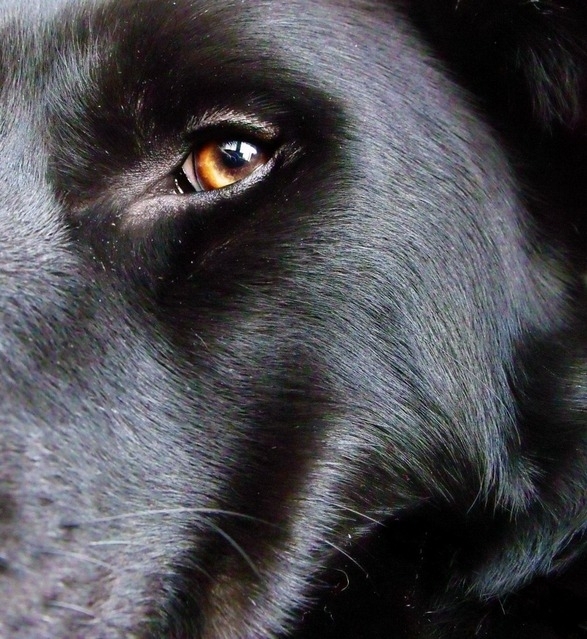 Eye-of-dog-copy1