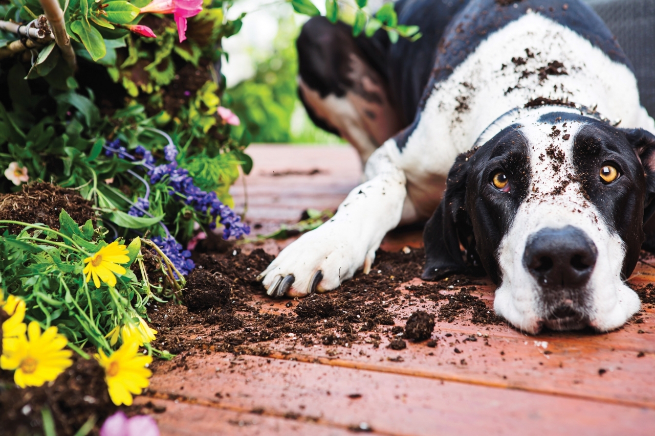 dog_dirtlg
