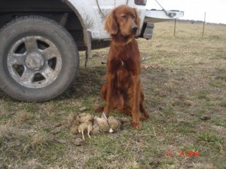 1_caza-Quark-cachorro
