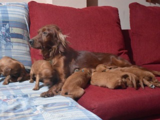 cacho-1