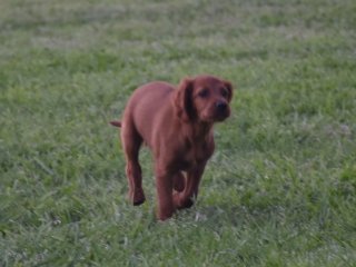 cacho-2