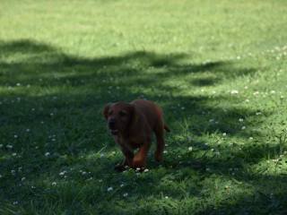 cacho-3