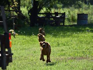 cacho-4