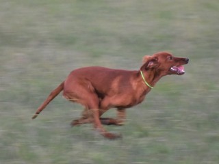 cacho-5
