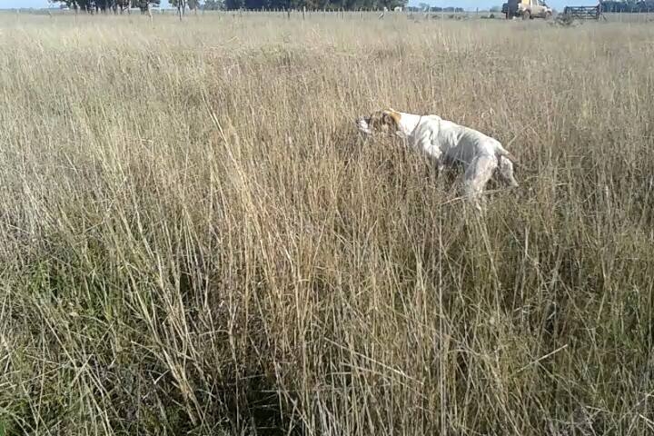 ninfa
