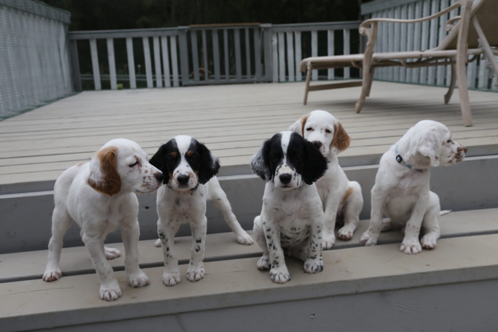 PHOTO-8-Puppies-min