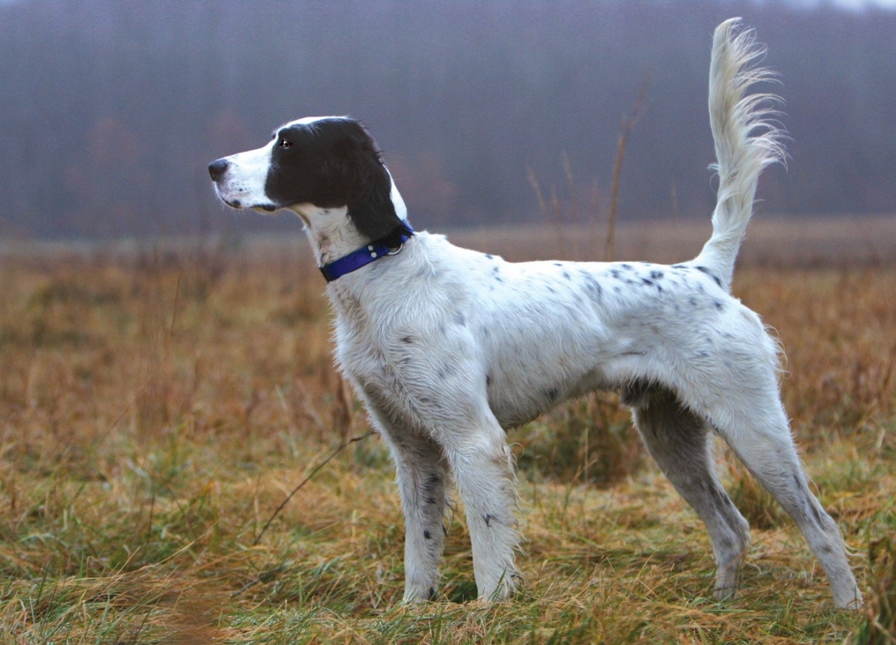 english-setter