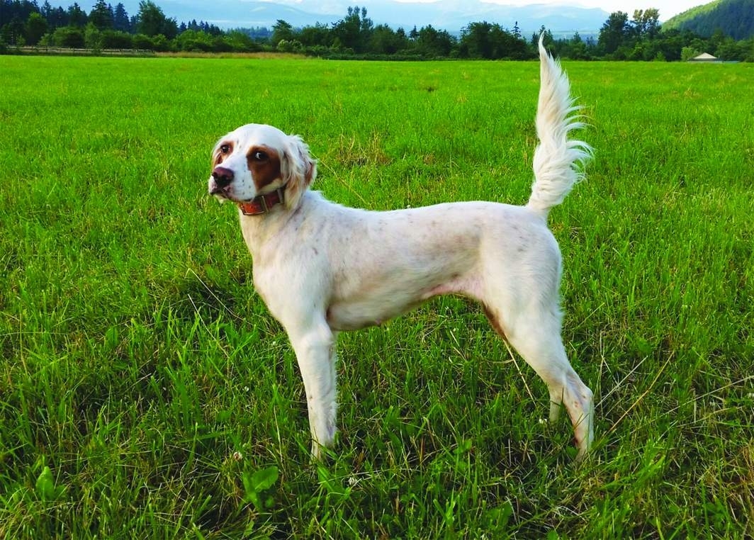 f-Southwind Jetset Ryder