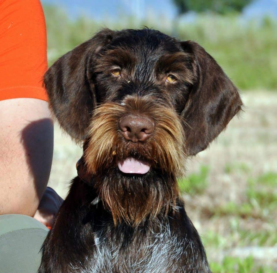 12717510_969484206459102_1031671433657680910_n