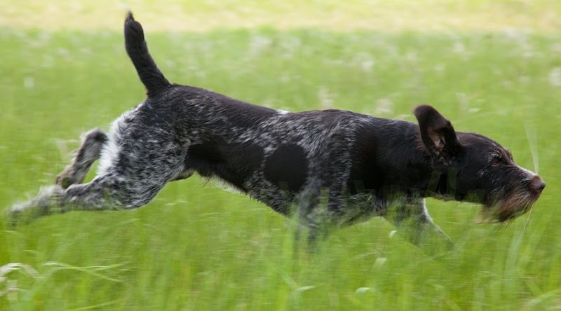 Drathaar-090620-3334