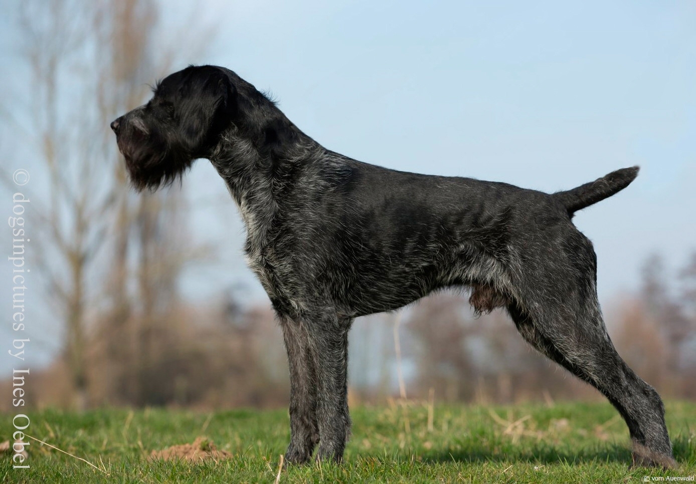 Jork II vom Liether Moor