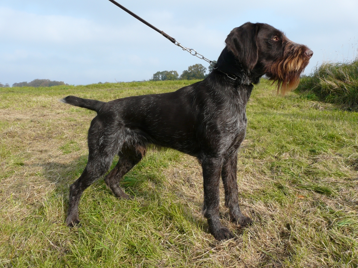 Moppel vom bandorfer forst