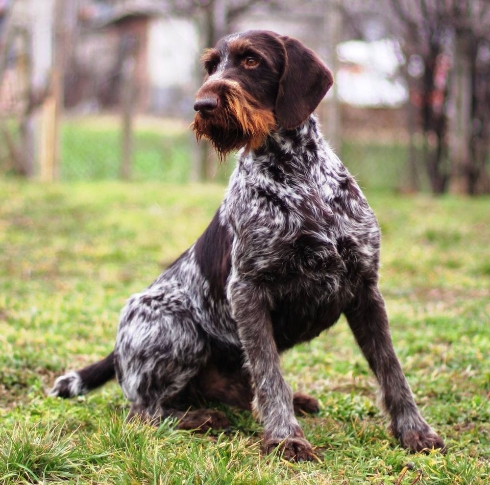 Uno vom Schinkelberg