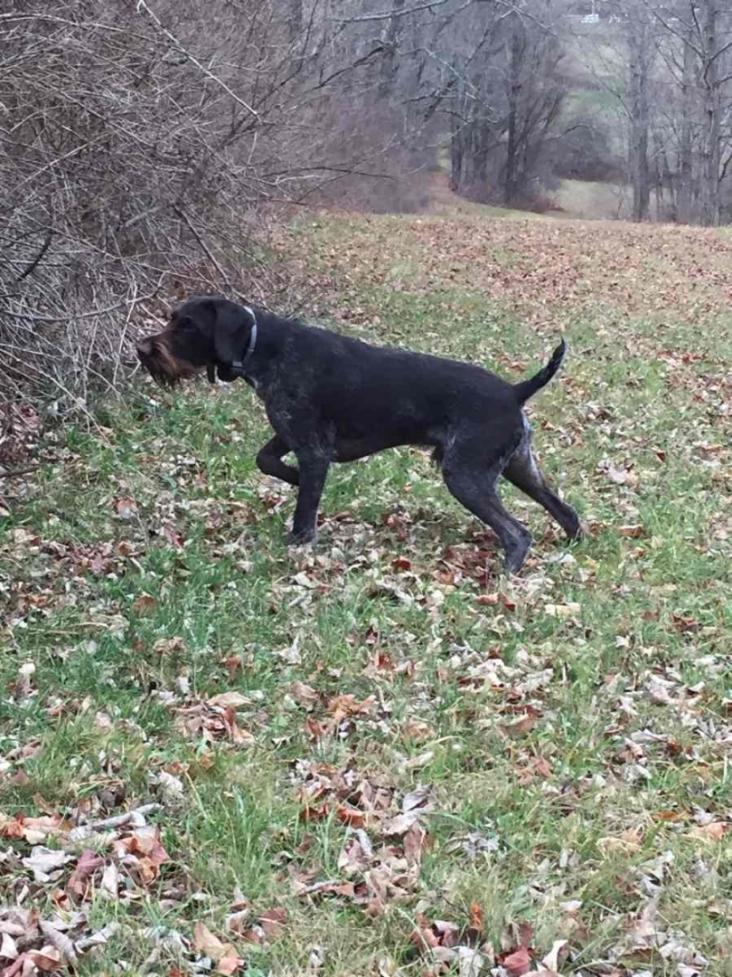 drahthaar-matz-pointing-ruffed-grouse