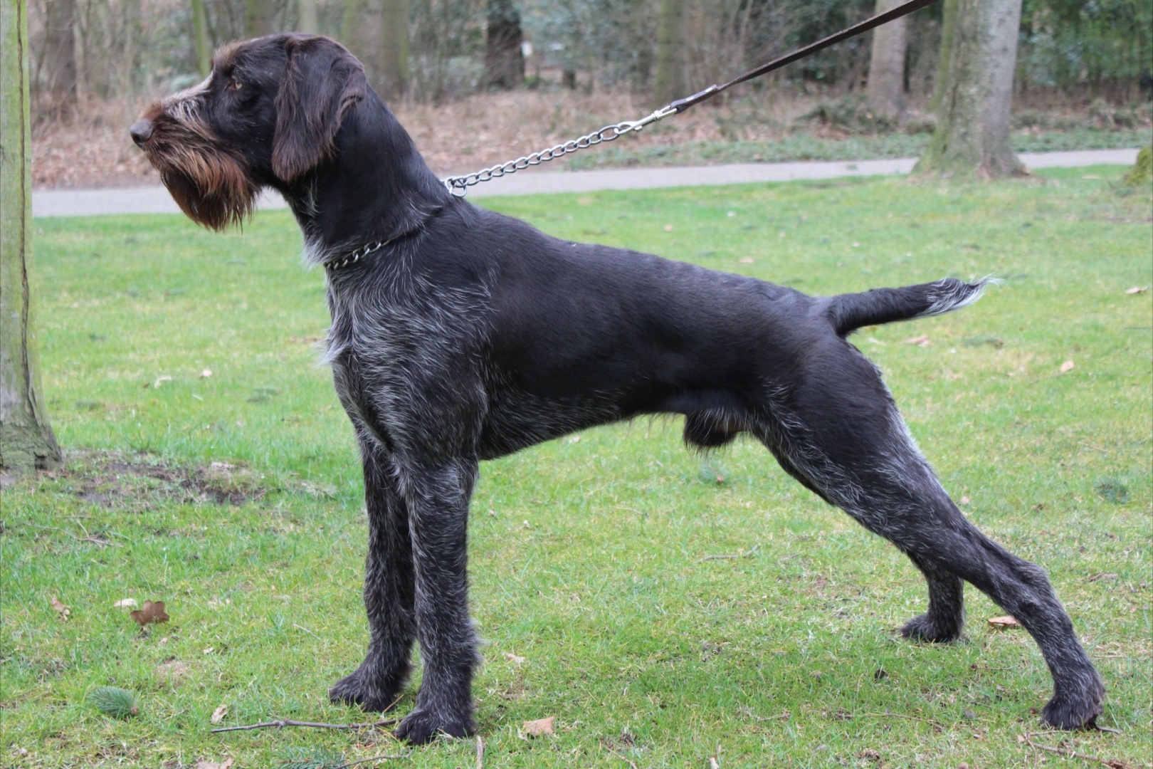 falco vom der dachswiese