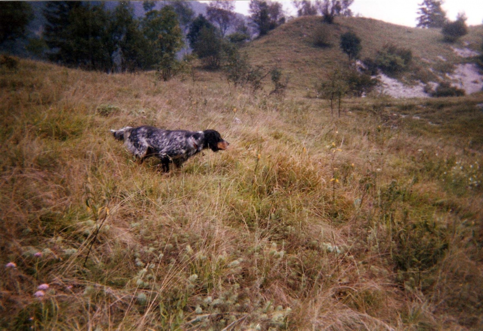 004_Ferma_su_quaglia1