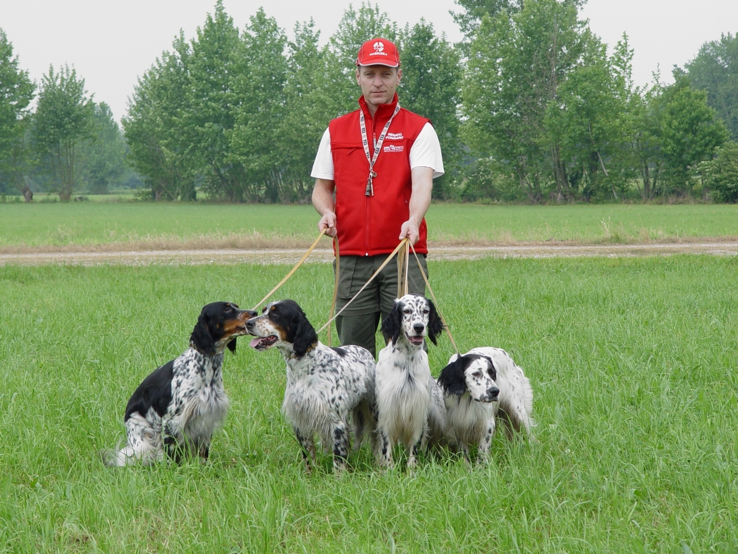 Setter Inglese Alice, Diana, Apt, Duma - fattrici All.to Fongaro\'s www.fongaros.it