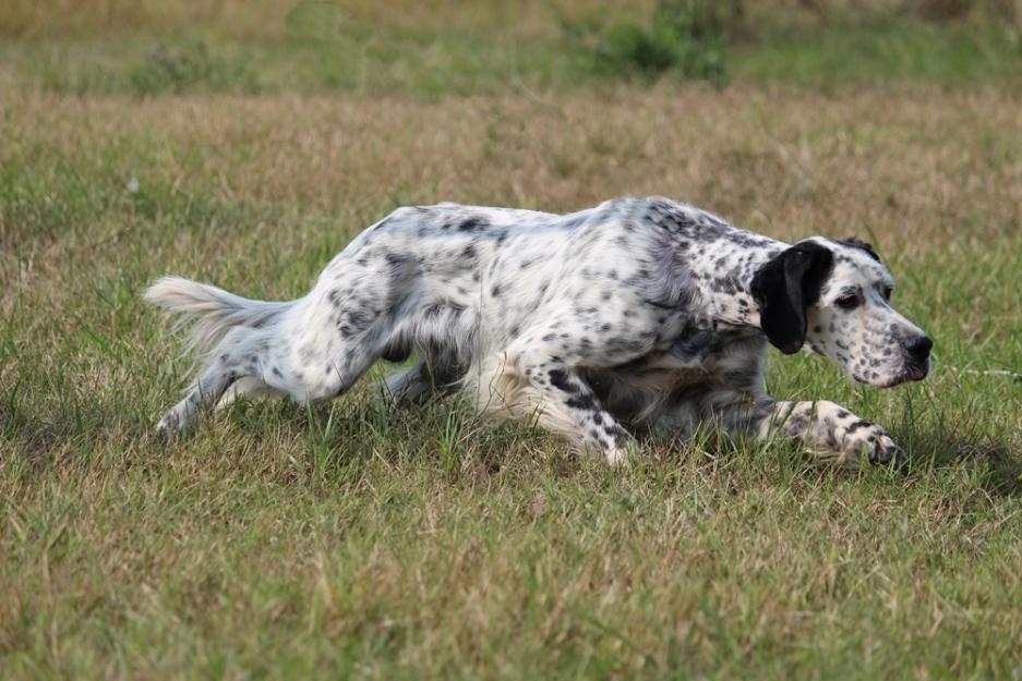 Setter-Inglese-pronta-caccia-20150609154611