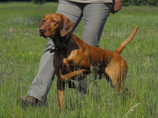 Magyar Vizsla