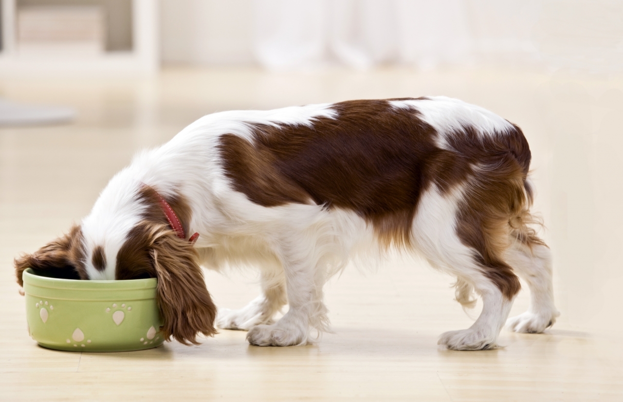 Puppy Palatability