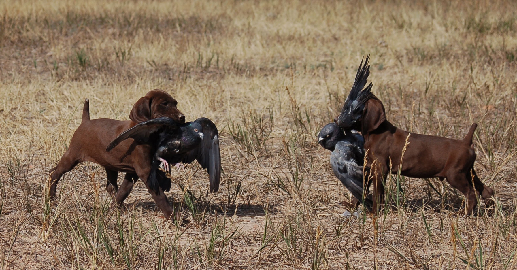 Jetta-Puppies-carrying-birds