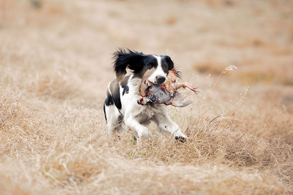 english-springer-spaniel-l