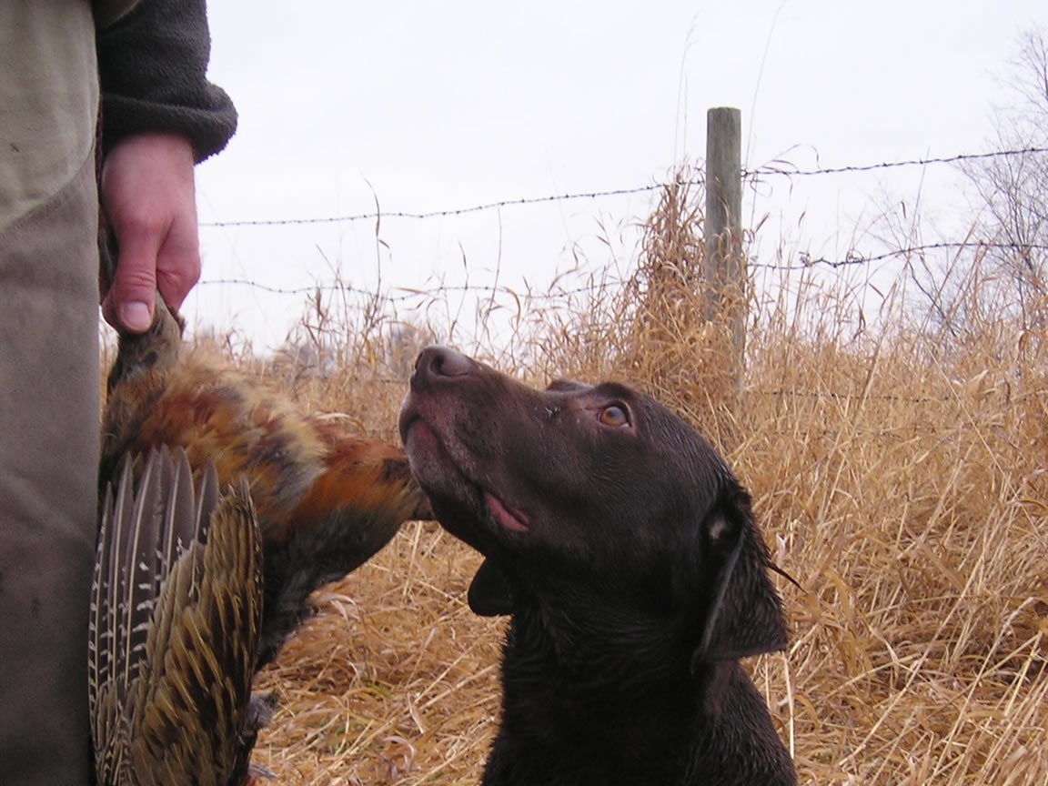 Hunter_and_dog