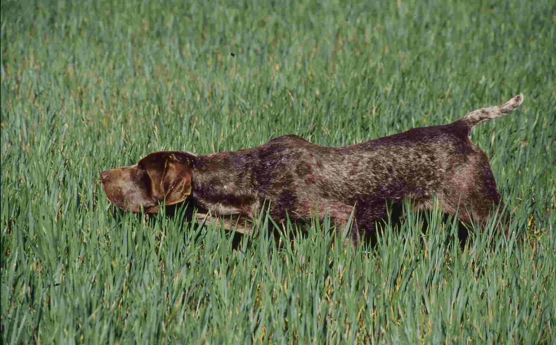 256 Amin de Masia Cabot-1