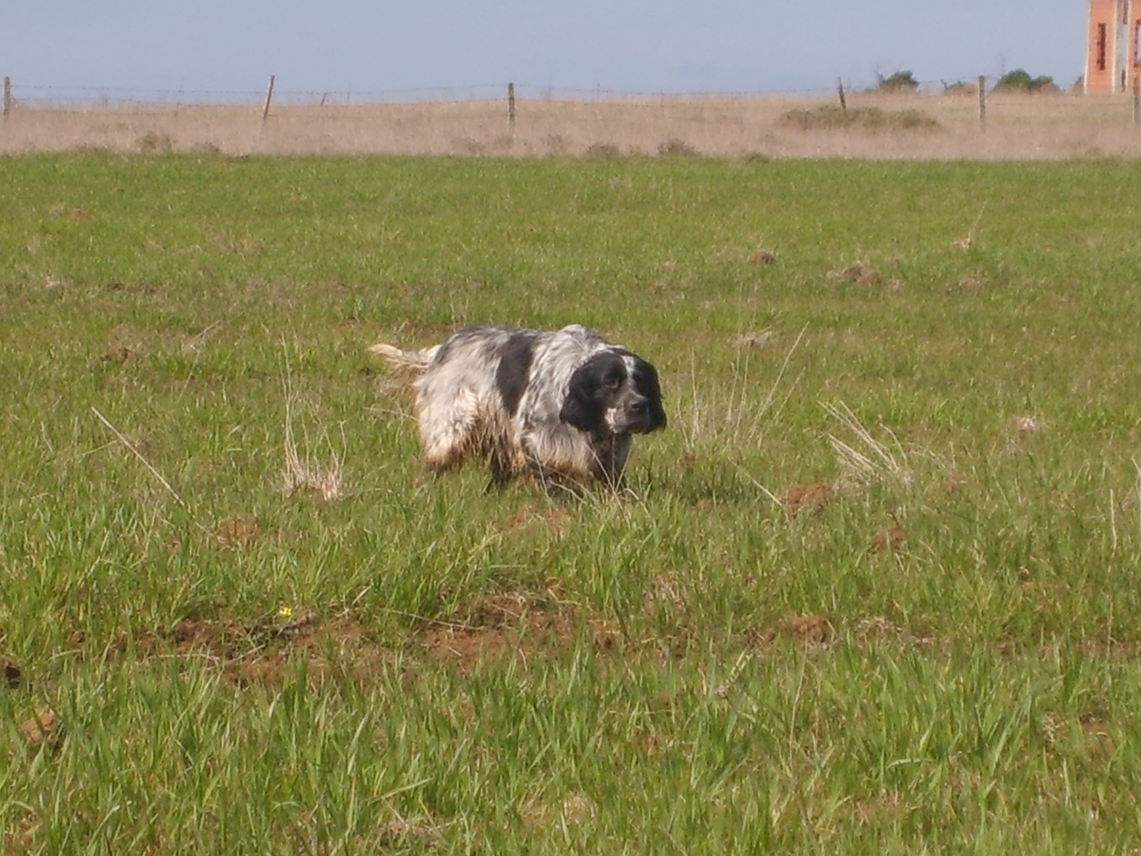 setter-muestra-típica