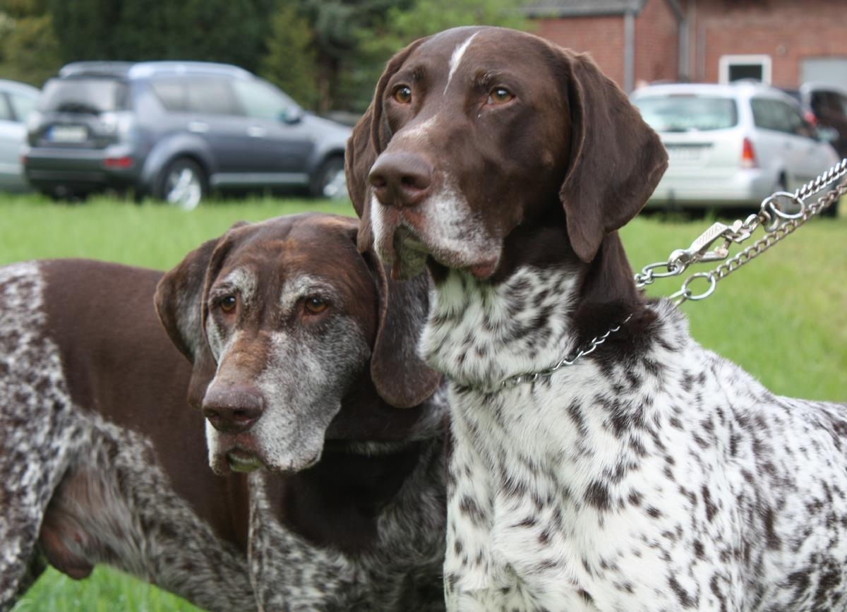 1399312754_deutschkurzhaar