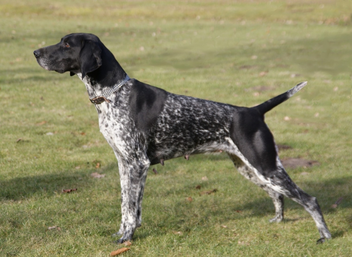 z Inga von der Madlage b