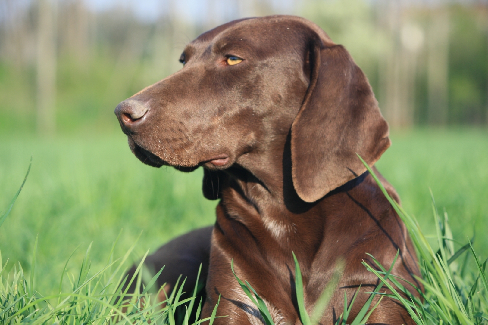 zilla vom alberthain