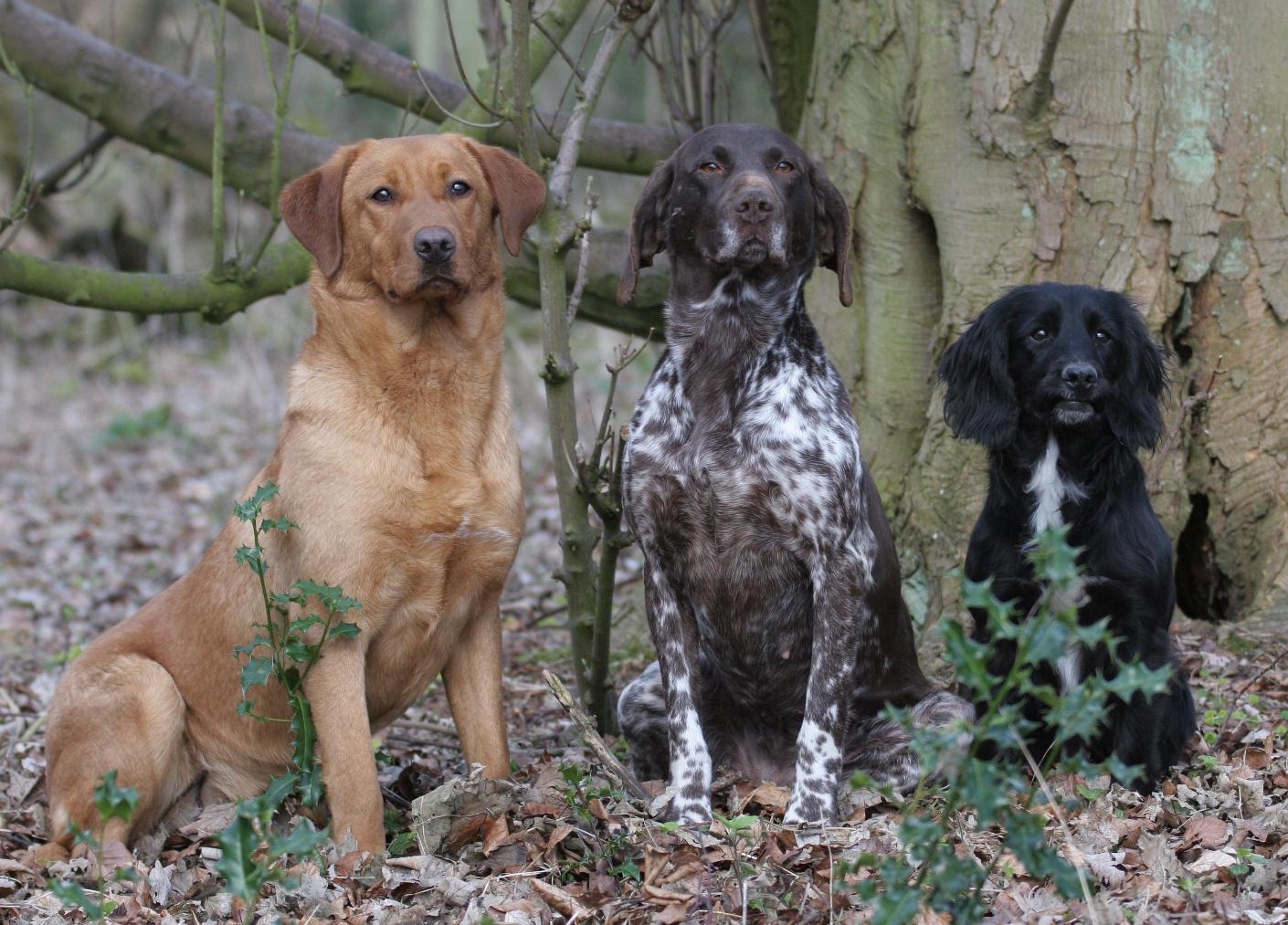 3 dogs - copy