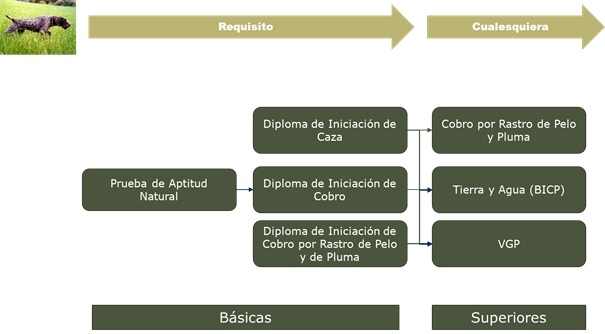 polivalente para continentales