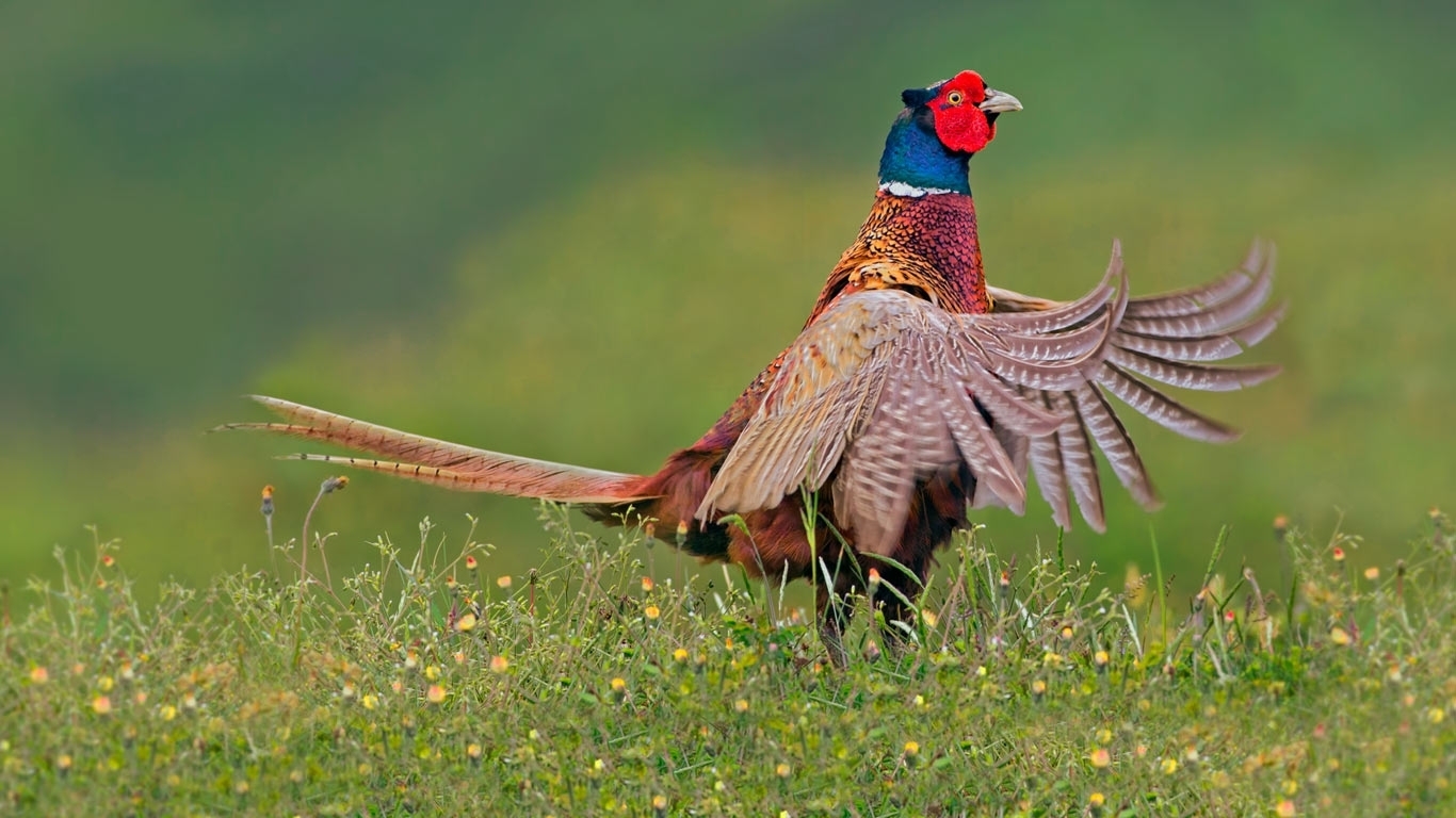 RingNeckedPheasant_DE-DE7245523379_1366x768