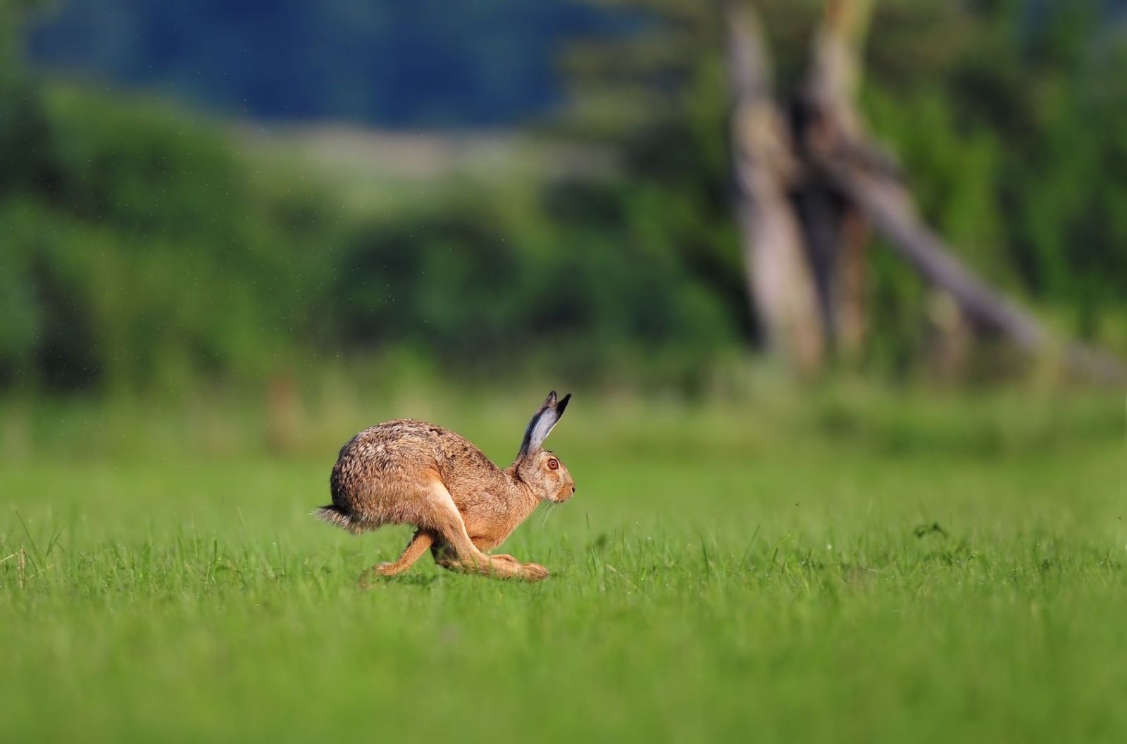 hase