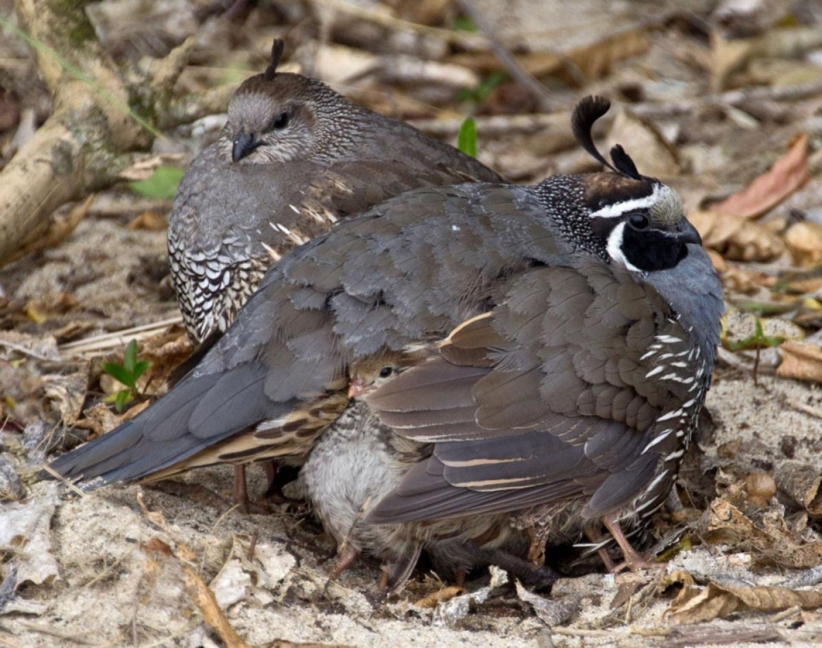 120052California Quail Family