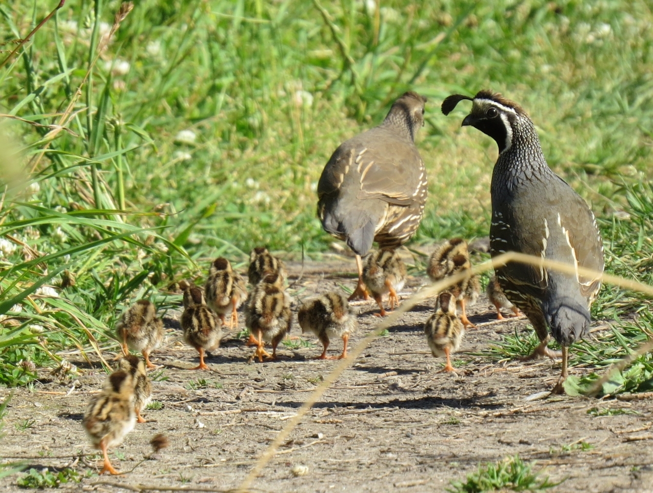 Calif-Quail-and-babies.-PR