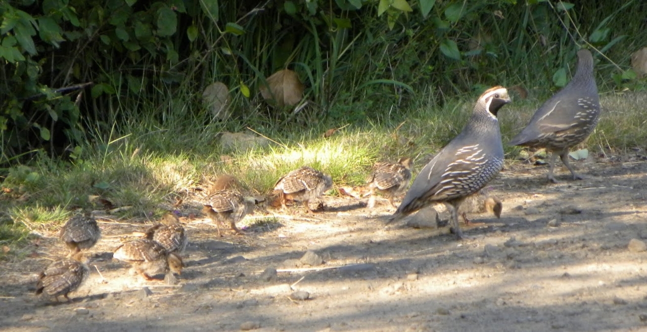 quail family